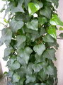 راهنمای نگهداری و پرورش گیاهان آپارتمانی - پاپیتال